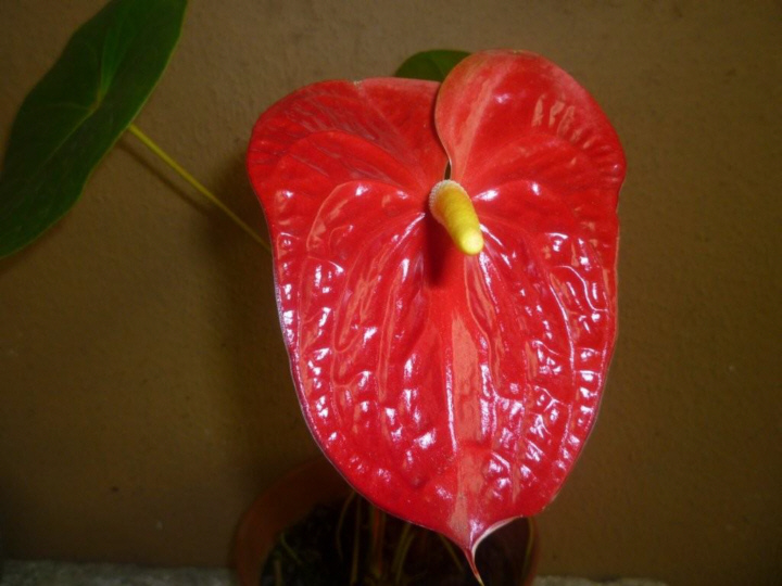 Anthurium Top Gun